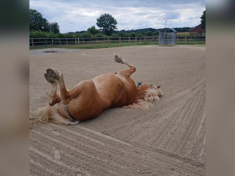 Haflinger Wallach 9 Jahre 156 cm Fuchs in Borstel