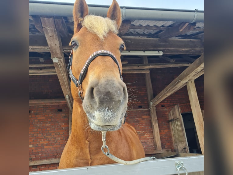 Haflinger Wallach 9 Jahre 156 cm Fuchs in Borstel