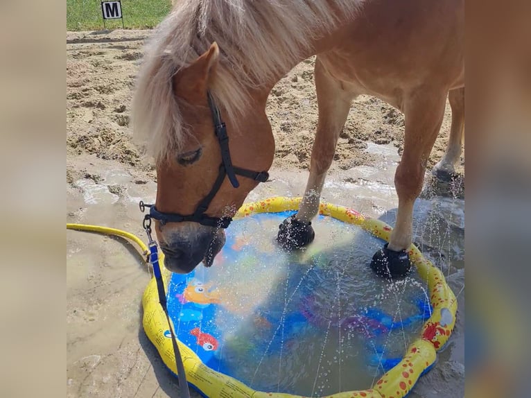 Haflinger Wallach 9 Jahre 156 cm Fuchs in Borstel