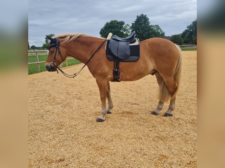 Haflinger Wallach 9 Jahre 156 cm Fuchs in Borstel