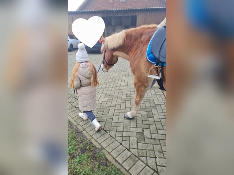 Haflinger Wallach 9 Jahre 156 cm Fuchs in Borstel