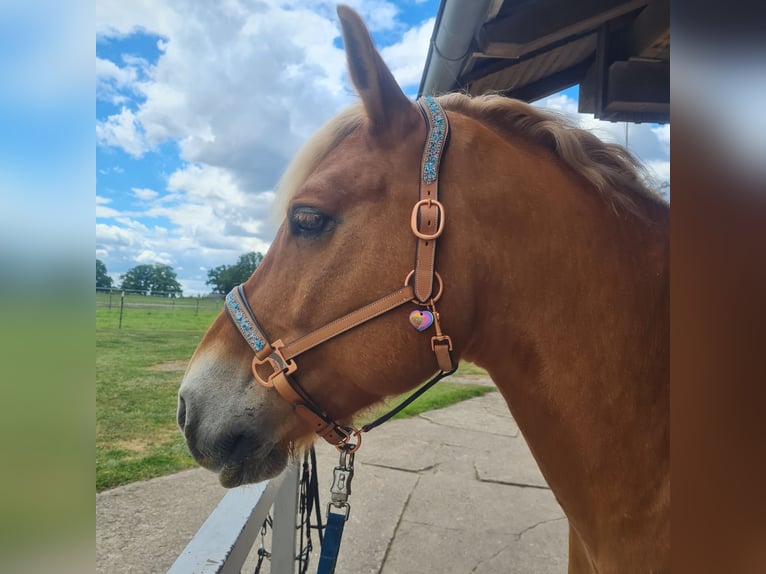 Haflinger Wallach 9 Jahre 156 cm Fuchs in Borstel