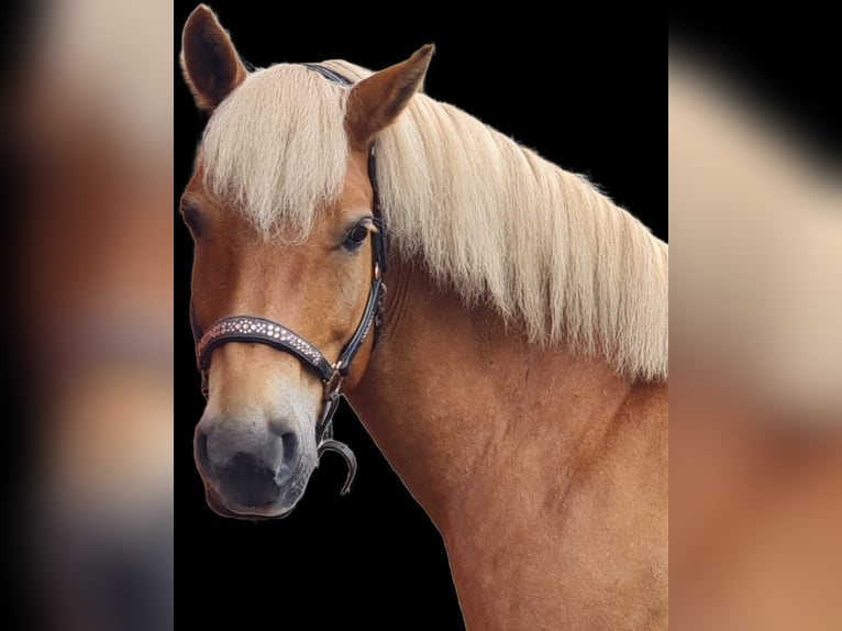 Haflinger Wallach 9 Jahre 156 cm Fuchs in Borstel