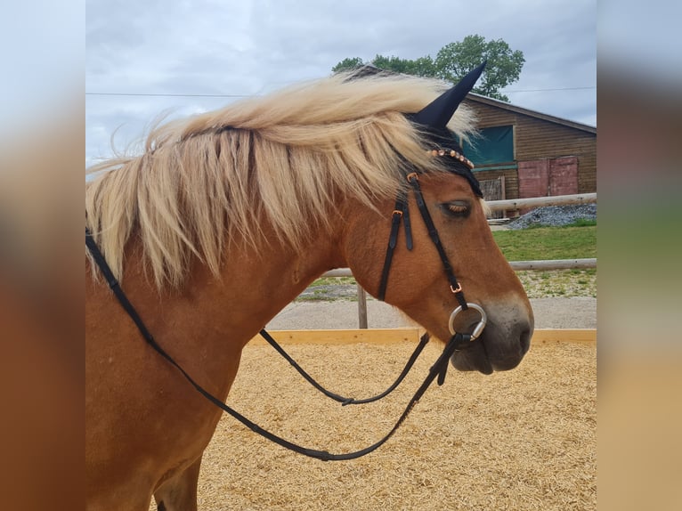Haflinger Wallach 9 Jahre 156 cm Fuchs in Borstel