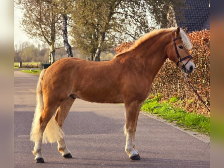 Haflinger Wallach 9 Jahre 158 cm Palomino in Someren