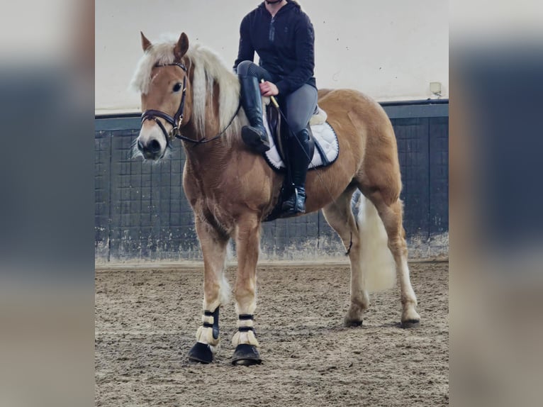 Haflinger Wallach 9 Jahre 158 cm Palomino in Someren