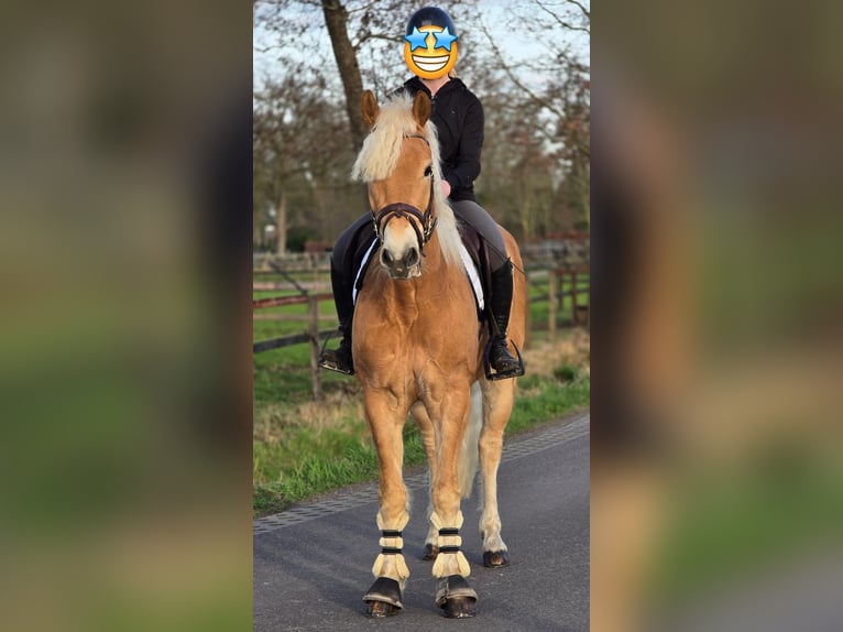 Haflinger Wallach 9 Jahre 158 cm Palomino in Someren