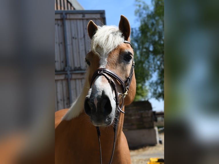 Haflinger Wallach 9 Jahre 160 cm Palomino in Geilenkirchen