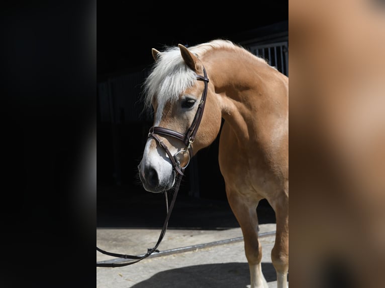Haflinger Wallach 9 Jahre 160 cm Palomino in Geilenkirchen