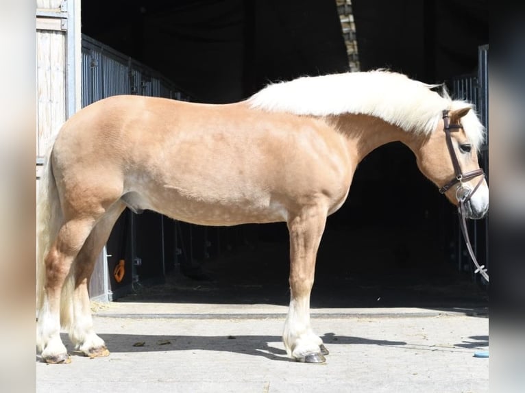 Haflinger Wallach 9 Jahre 160 cm Palomino in Geilenkirchen