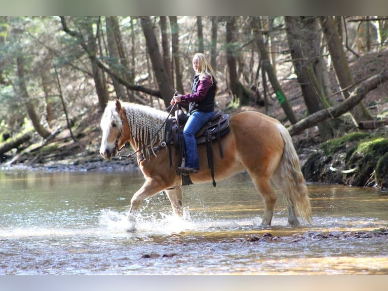Haflinger Mix Wallach 9 Jahre Rotfuchs in Clarion, PA