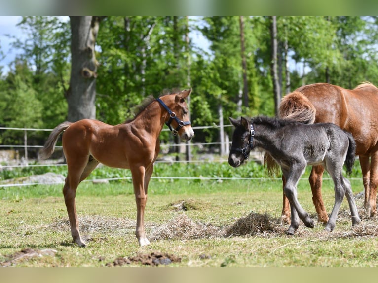 Haflinger Wallach  150 cm Falbe in Hastveda