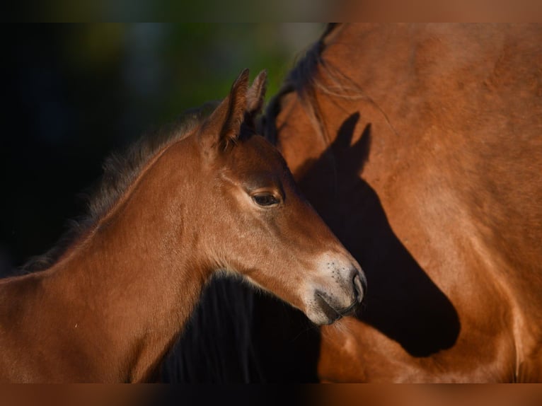 Haflinger Wallach  150 cm Falbe in Hastveda