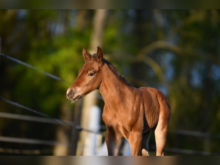 Haflinger Wallach  150 cm Falbe in Hastveda