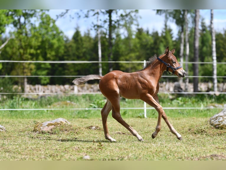 Haflinger Wallach  150 cm Falbe in Hastveda