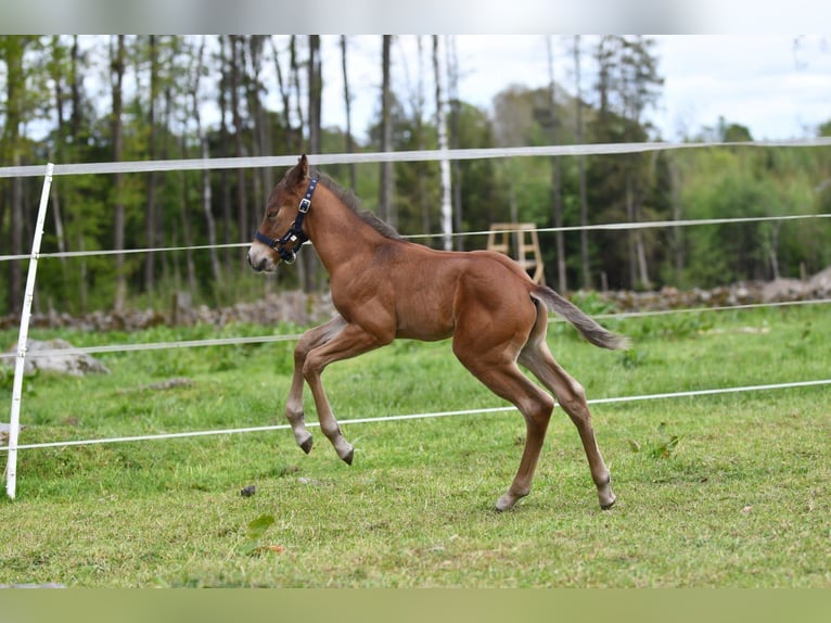 Haflinger Wallach  150 cm Falbe in Hastveda