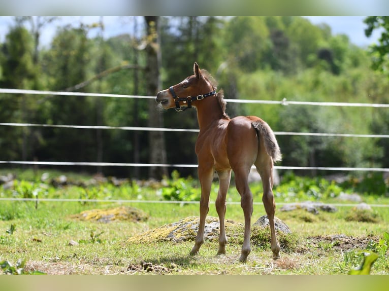 Haflinger Wallach  150 cm Falbe in Hastveda