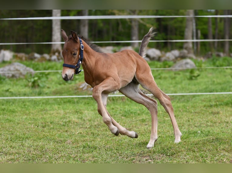 Haflinger Wallach  150 cm Falbe in Hastveda