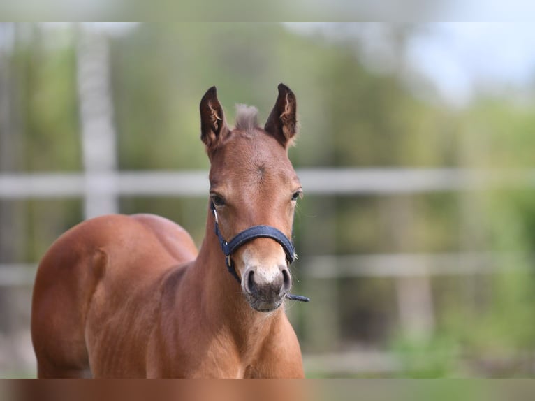 Haflinger Wallach  150 cm Falbe in Hastveda