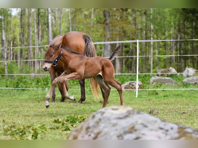 Haflinger Wallach  150 cm Falbe in Hastveda