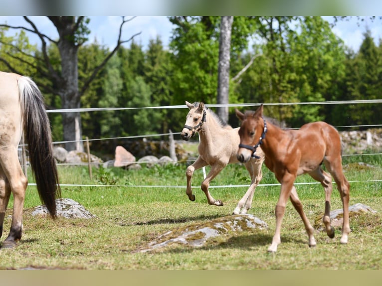 Haflinger Wallach  150 cm Falbe in Hastveda