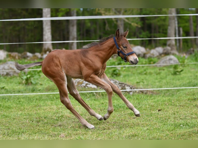 Haflinger Wallach  150 cm Falbe in Hastveda