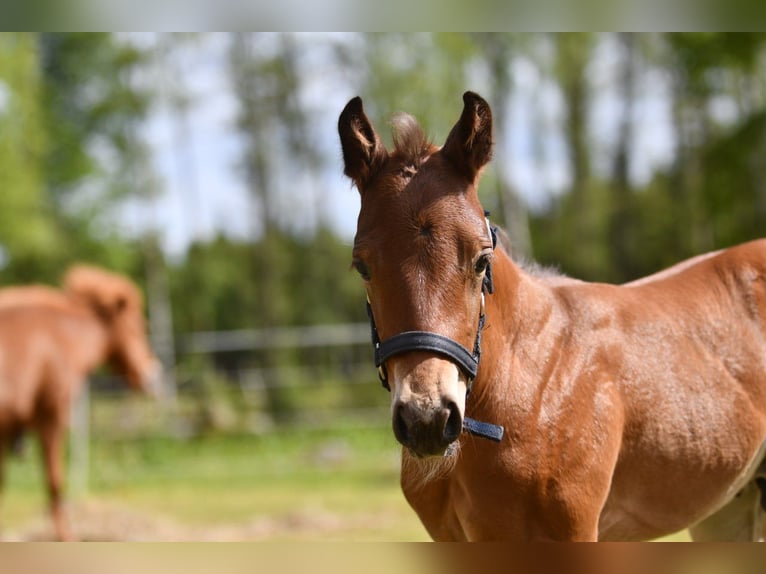Haflinger Wallach  150 cm Falbe in Hastveda