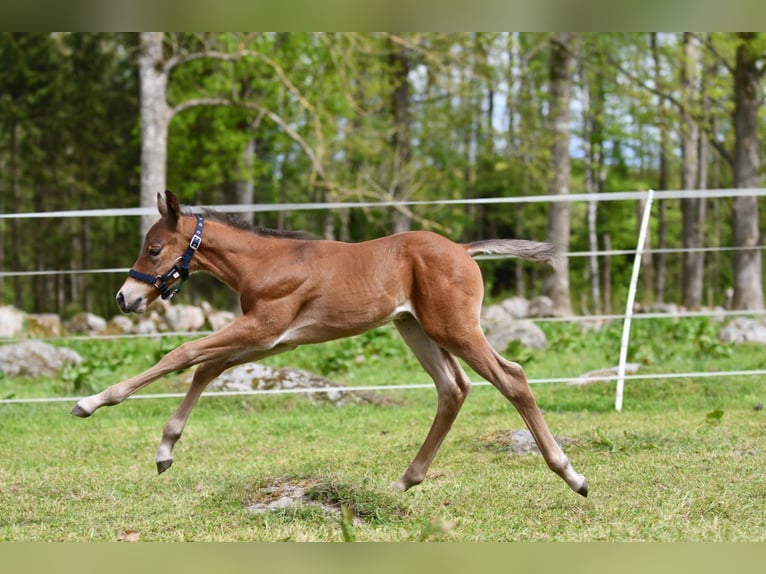 Haflinger Wallach  150 cm Falbe in Hastveda