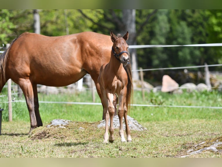 Haflinger Wallach  150 cm Falbe in Hastveda