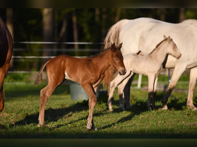 Haflinger Wallach  150 cm Falbe in Hastveda