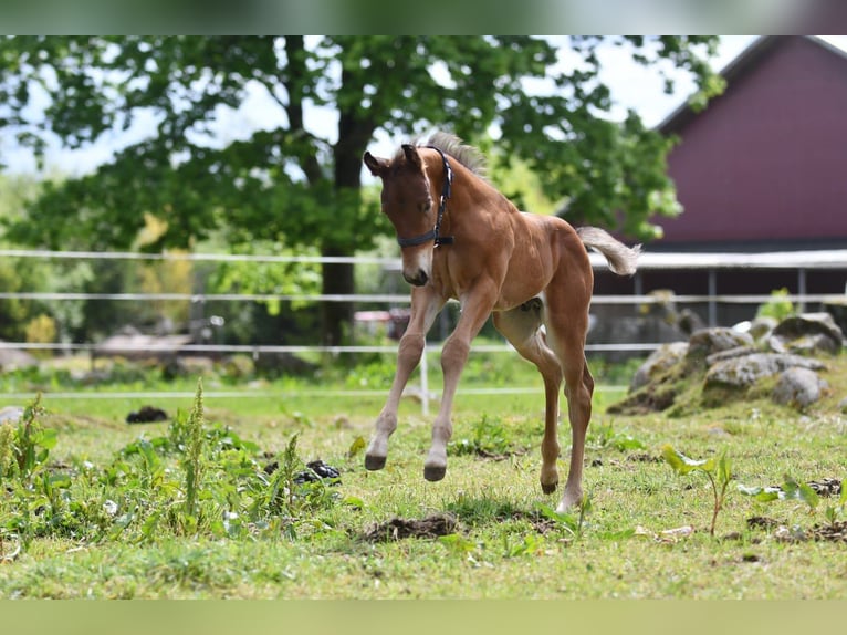 Haflinger Wallach  150 cm Falbe in Hastveda
