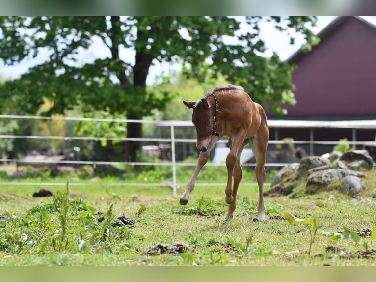 Haflinger Wallach  150 cm Falbe in Hastveda