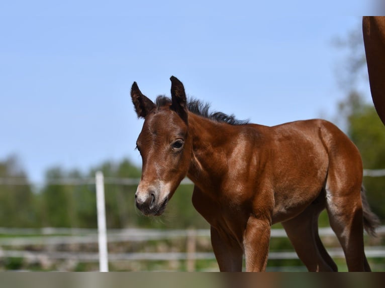 Haflinger Wallach  150 cm Falbe in Hastveda