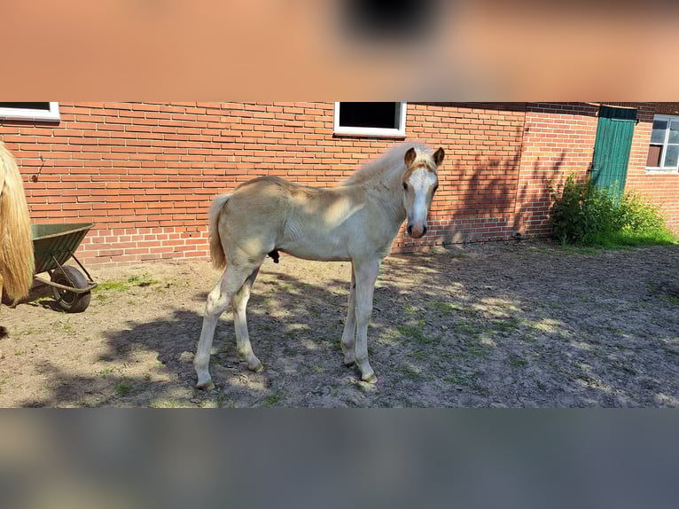 Haflinger Wallach  Fuchs in D&#xF6;tlingen
