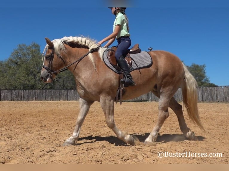 Haflinger Yegua 10 años 142 cm Alazán-tostado in Weatherford TX