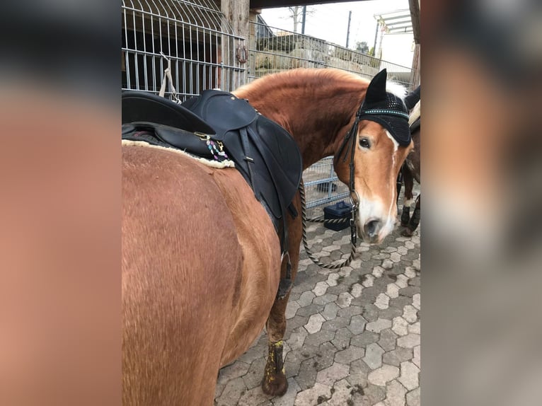 Haflinger Yegua 10 años 145 cm  in Külbingen