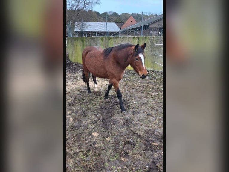 Haflinger Mestizo Yegua 10 años 145 cm Castaño in Gnarrenburg