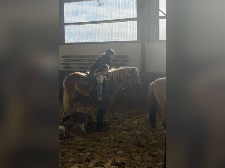 Haflinger Yegua 10 años 147 cm Alazán in Rees