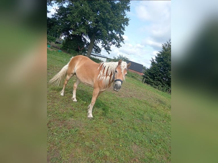 Haflinger Yegua 10 años 147 cm Alazán in Rees