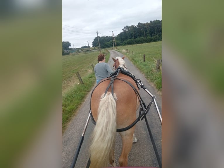 Haflinger Yegua 10 años 147 cm Alazán in Rees