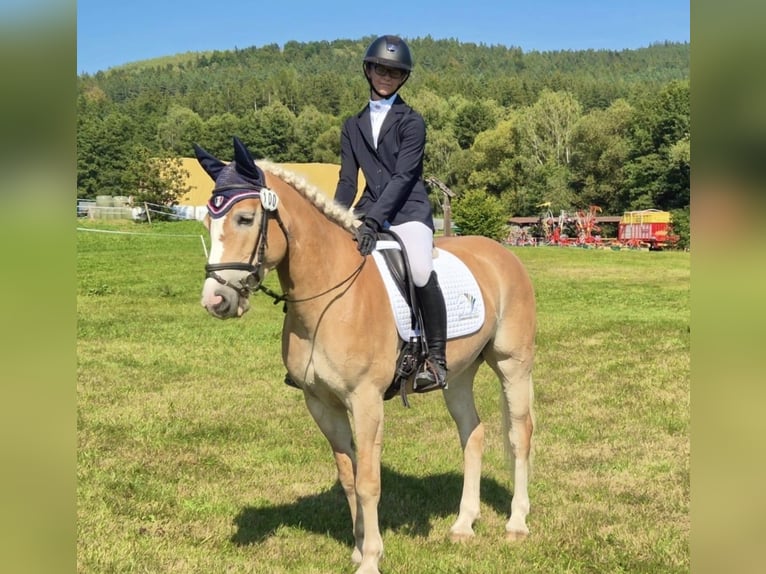 Haflinger Yegua 10 años 148 cm Alazán in Pelmberg