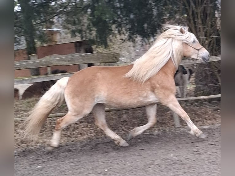 Haflinger Yegua 10 años 148 cm Alazán in Aichstetten