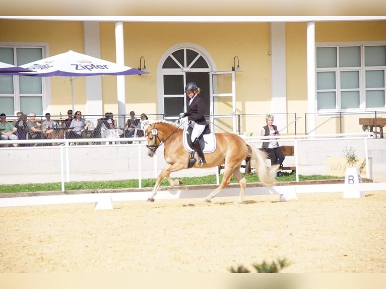 Haflinger Yegua 10 años 150 cm Alazán in Arnoldstein