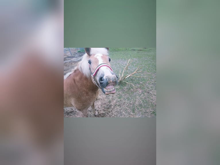 Haflinger Yegua 10 años 150 cm Alazán in Andorf