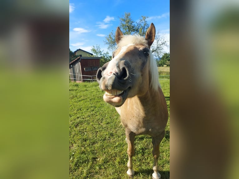 Haflinger Yegua 10 años 150 cm Alazán in Burgerding