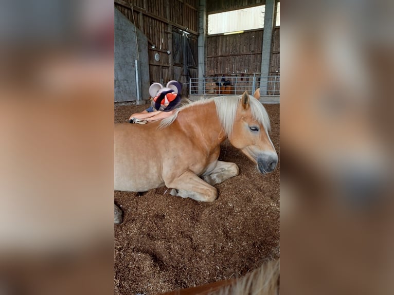Haflinger Yegua 10 años 150 cm Alazán in Mamming