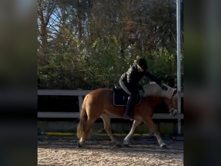 Haflinger Yegua 10 años 151 cm Bayo in Borod