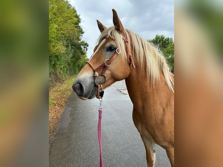 Haflinger Yegua 10 años 152 cm Alazán in Bad Schönborn
