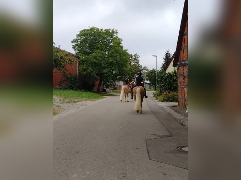 Haflinger Yegua 10 años 153 cm Alazán in Schrozberg