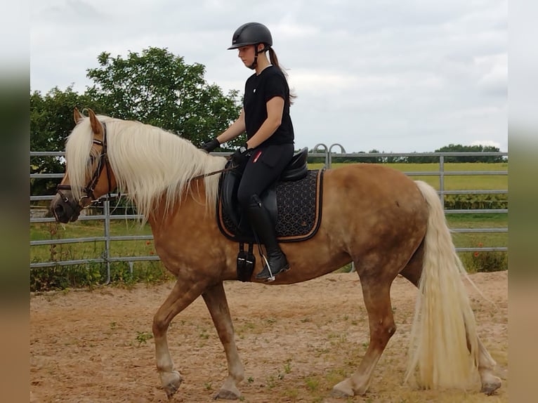 Haflinger Yegua 10 años 153 cm Alazán in Schrozberg